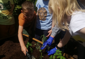 dzieci sadzą pomidory